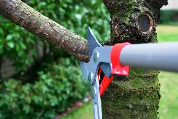 tree services Grants Pass